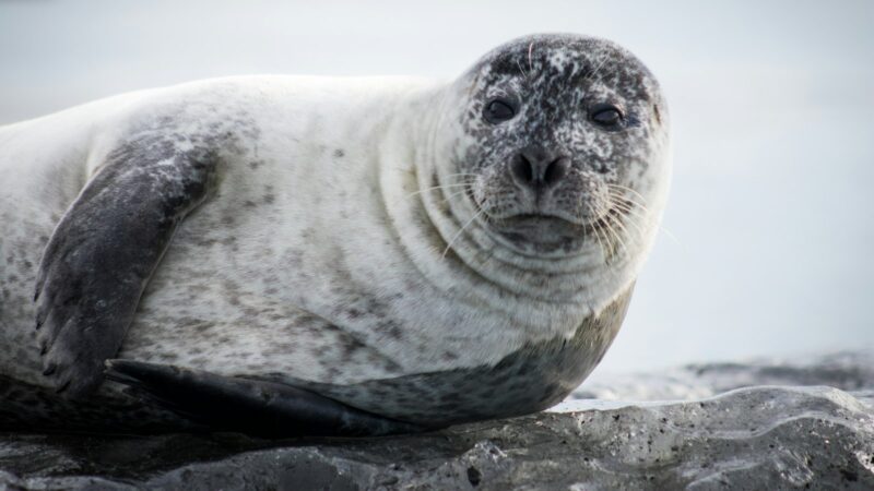 A harbour seal on the rocks
