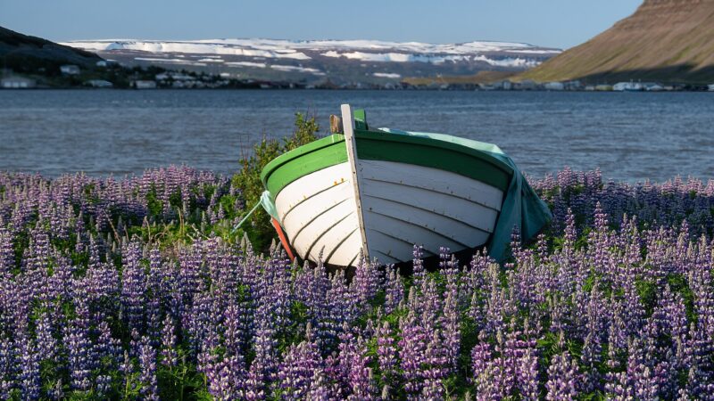 A small wooden boat resting among purple flowers by the water (Vestfjarðagöng)
