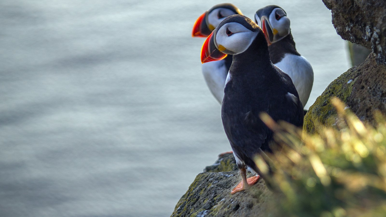 Puffins on a cliff