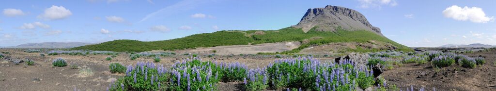 Wild lupine blooms on volcanic soil beneath a steep hill (Ásahreppur)