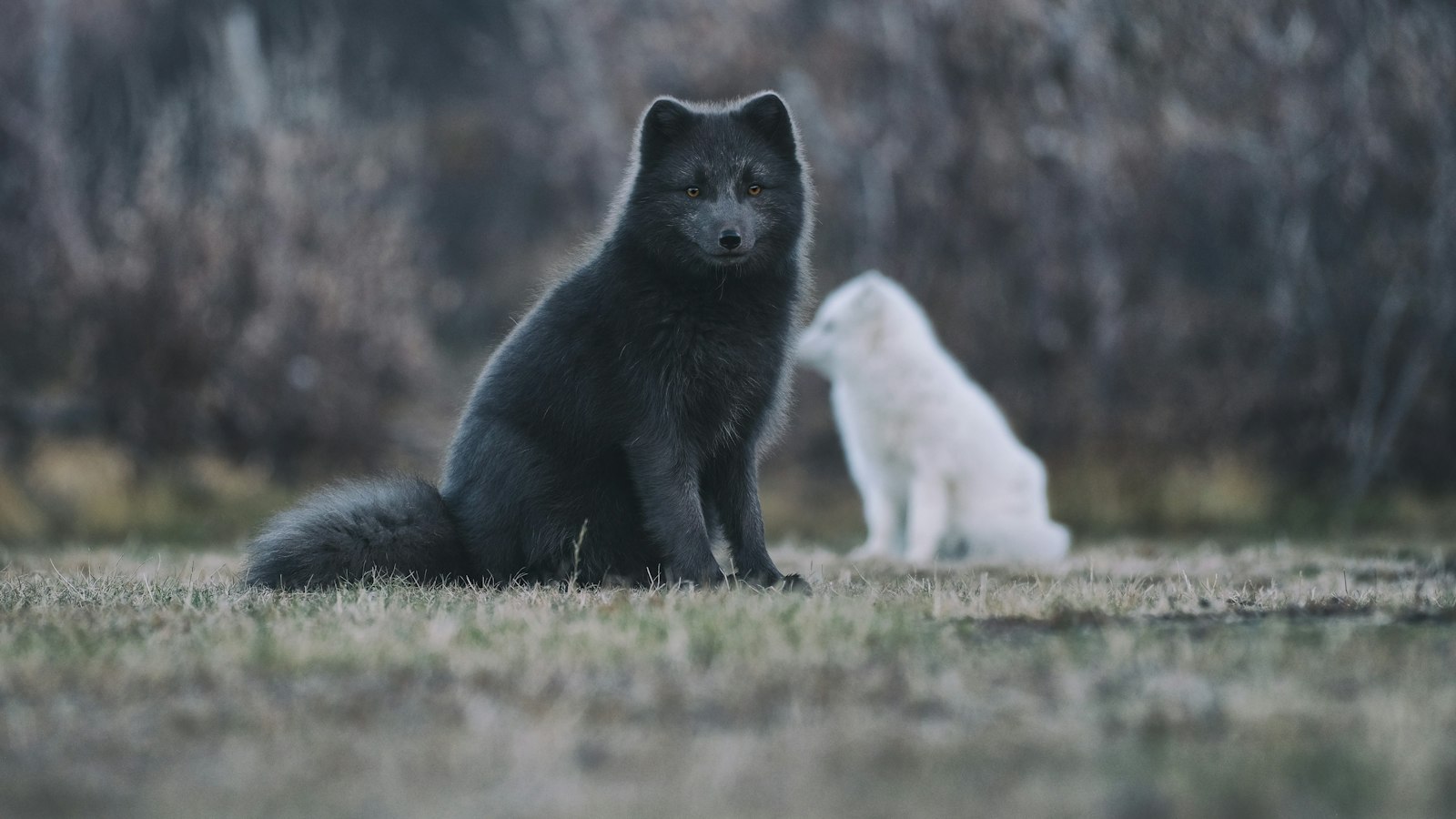 Two arctic foxes, one dark-coloured and one white, sitting on grass