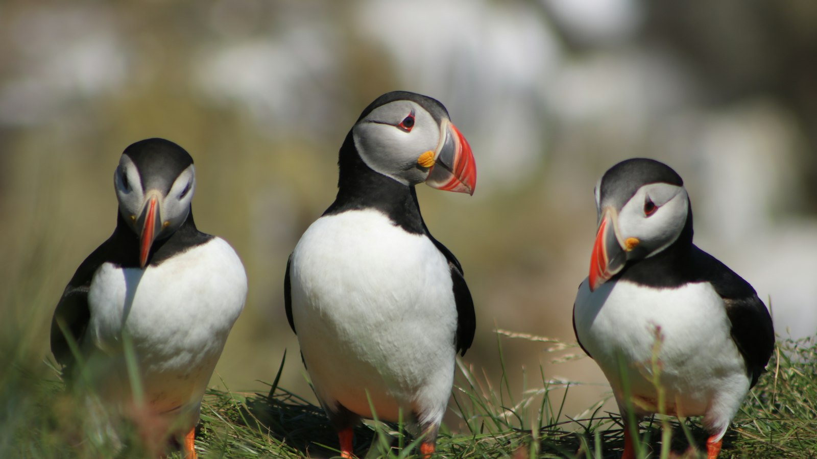 Three Atlantic puffins