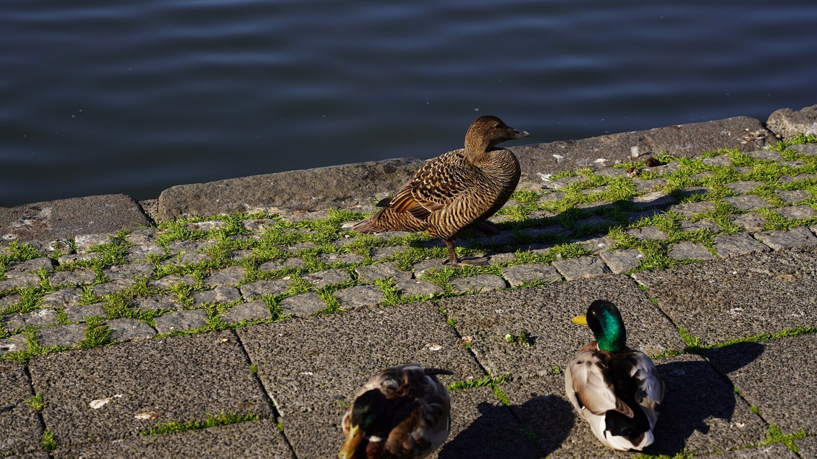 A duck on a stone-paved pond edge with water behind it