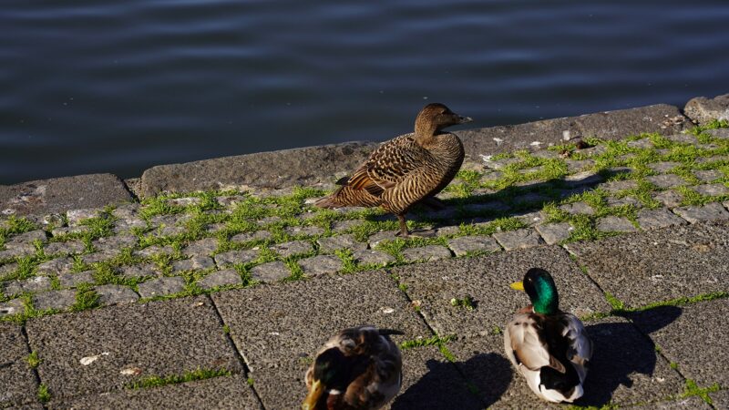 A duck on a stone-paved pond edge with water behind it