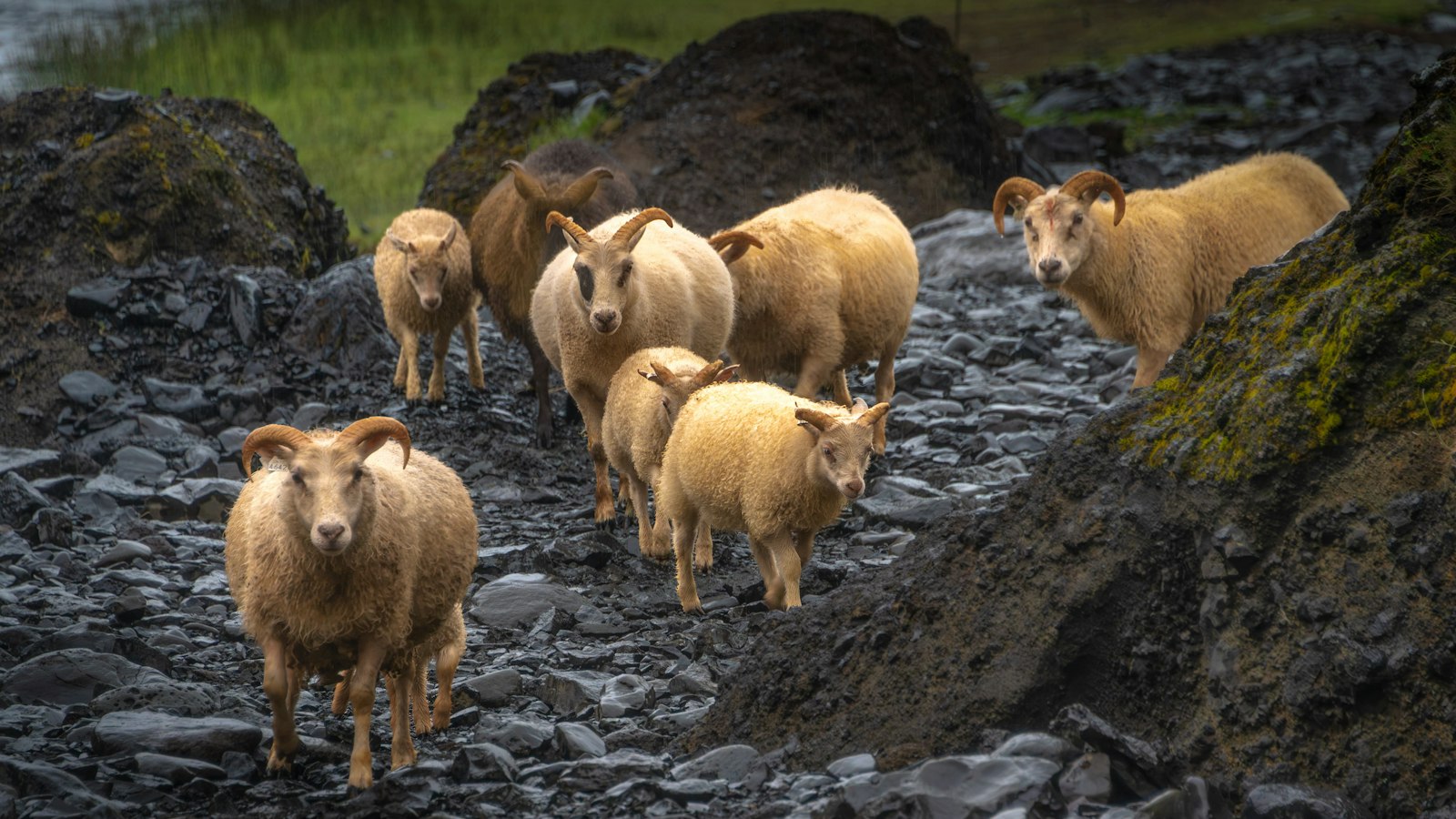 A flock of sheep coming down a track at the autumn round-up