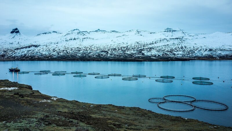 Fish farm cages and a service boat in a fjord