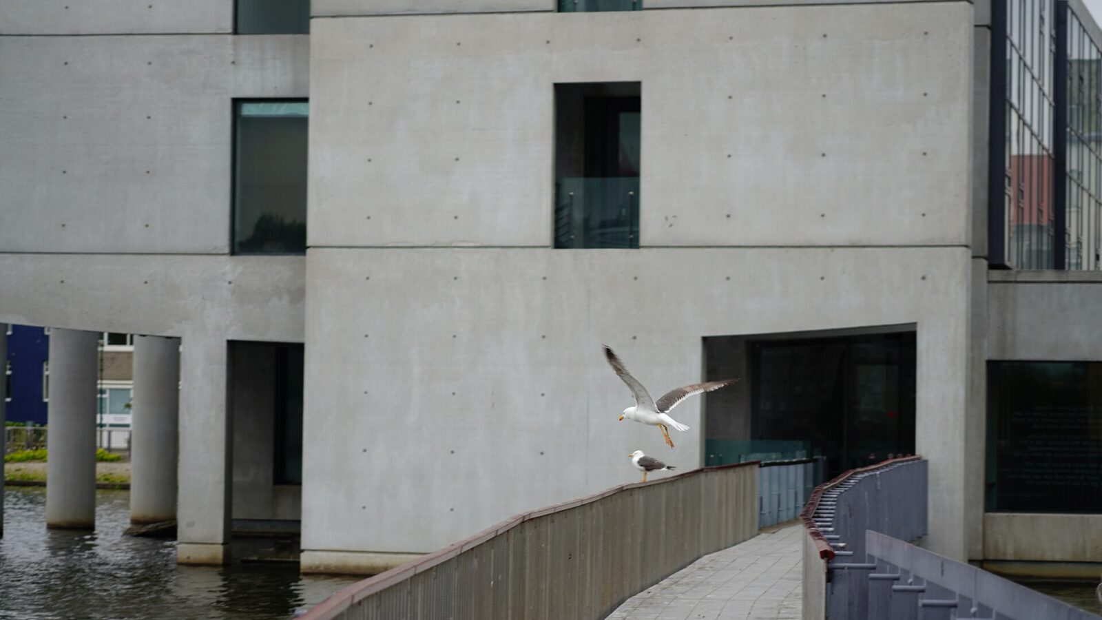 Curved walkway by a concrete waterfront building with seagulls (Reykjavík)