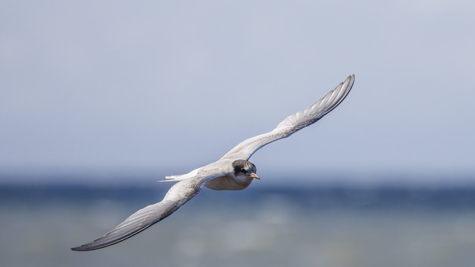 Arctic tern (Sterna paradisaea) juvenile in flight Blonduos (Blönduós)