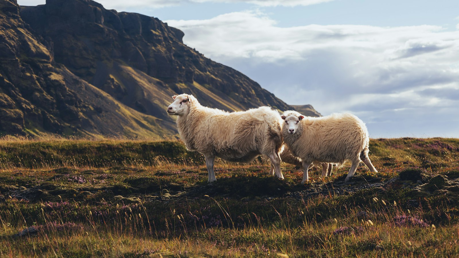 Two sheep on a grassy hillside with mountains behind