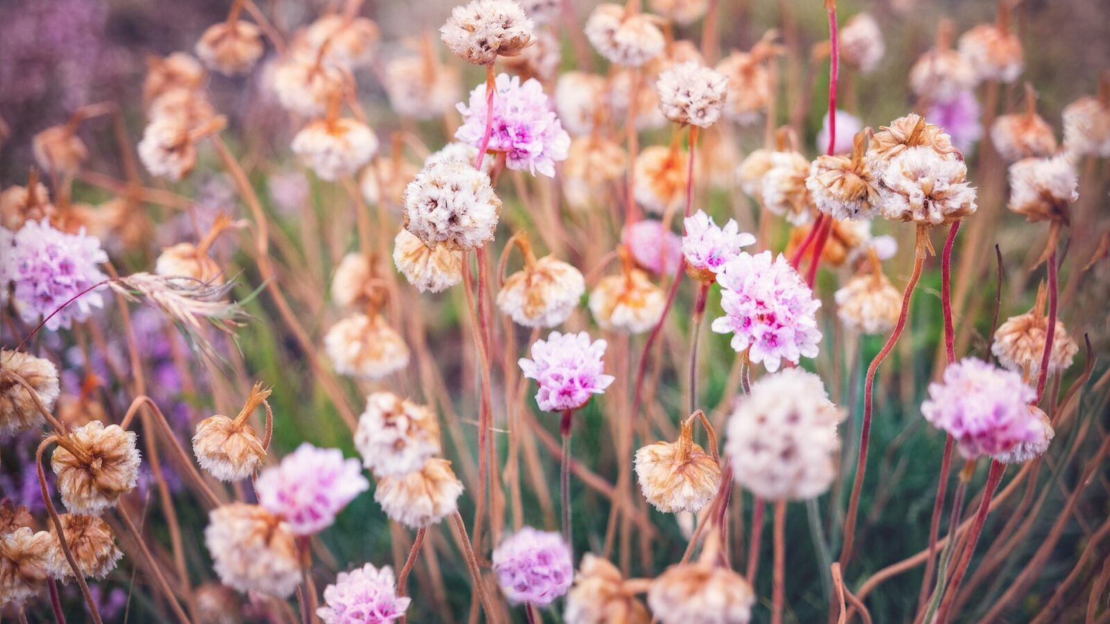 Close-up of pink and brown wildflowers (Reykjanes)
