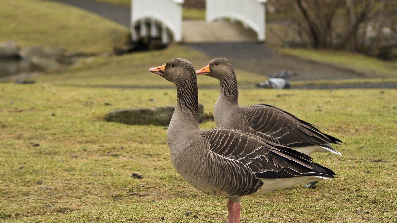 Two geese on grass with a small white bridge behind