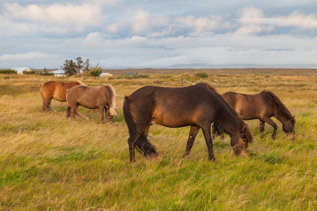 Icelandic horses grazing on grassy land with houses in background (Vogar)