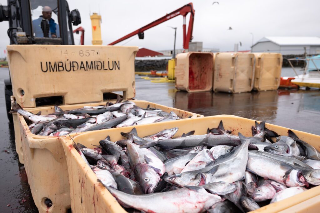 Bins of caught fish on the wet harbour quay (Sandgerði)