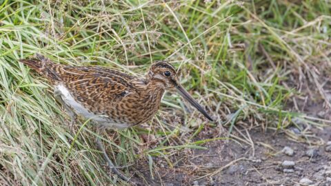 Common snipe (Gallinago gallinago faeroeensis) Botnsvatn 3 (Norðurþing)