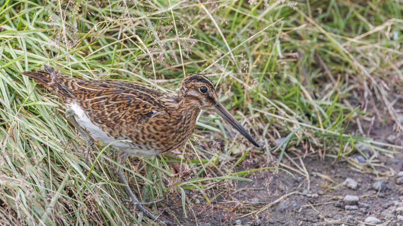 Common snipe (Gallinago gallinago faeroeensis) Botnsvatn 3 (Norðurþing)