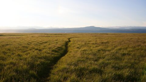 Wide grassy plain with a narrow footpath leading to the horizon (Sveitarfélagið Árborg)