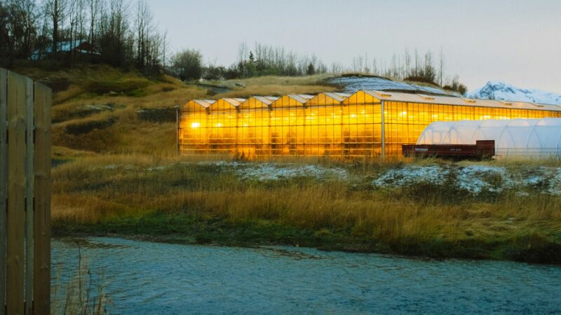 A greenhouse glowing with grow lights at dusk