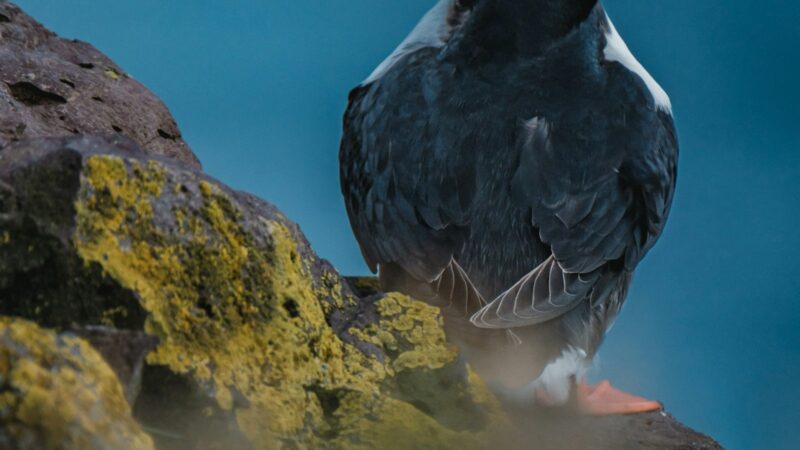 A puffin on a cliff edge above the sea