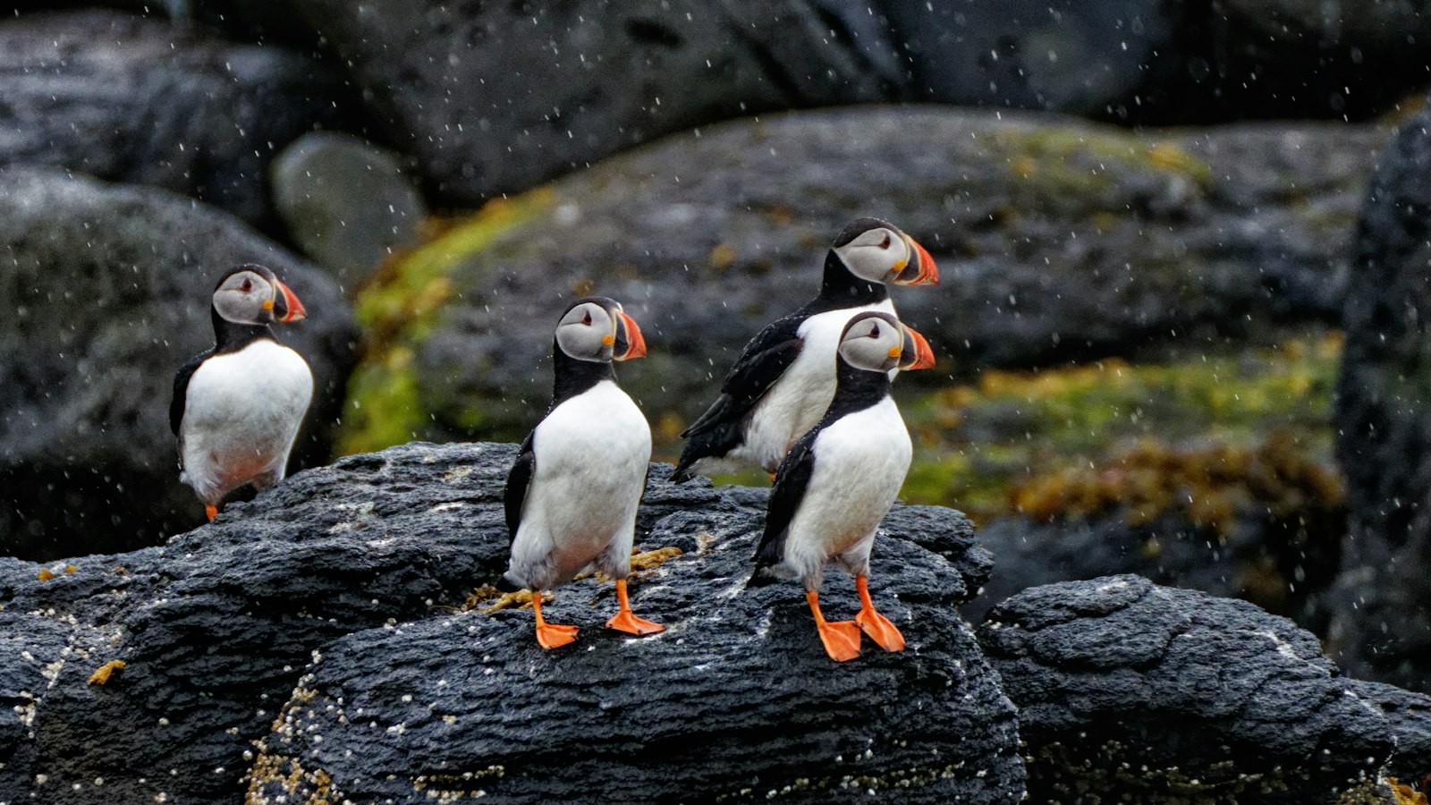 Four Atlantic puffins on wet rocks