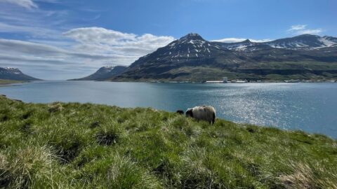 A sheep grazing by a fjord