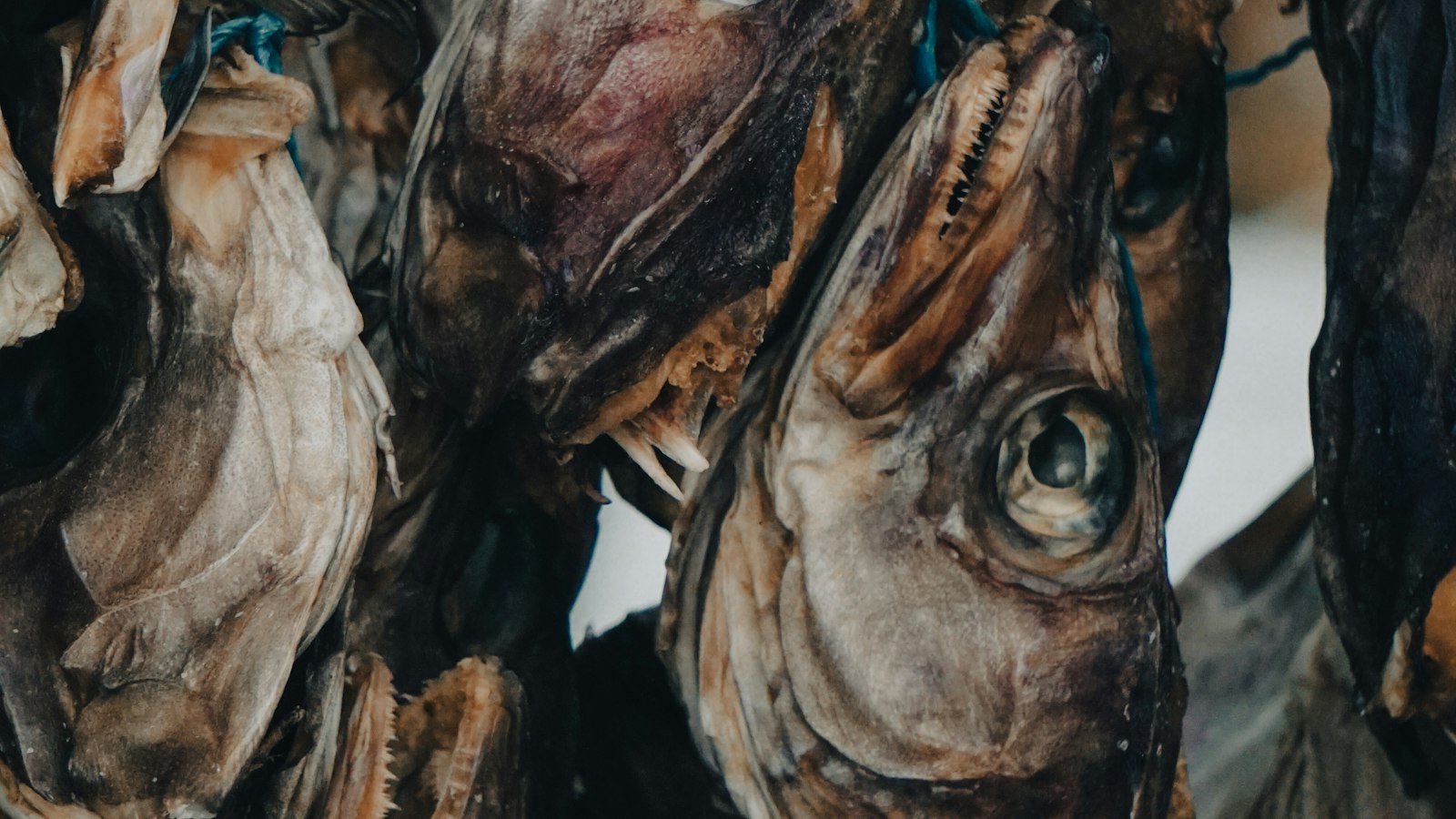 Dried fish heads, a traditional Icelandic food