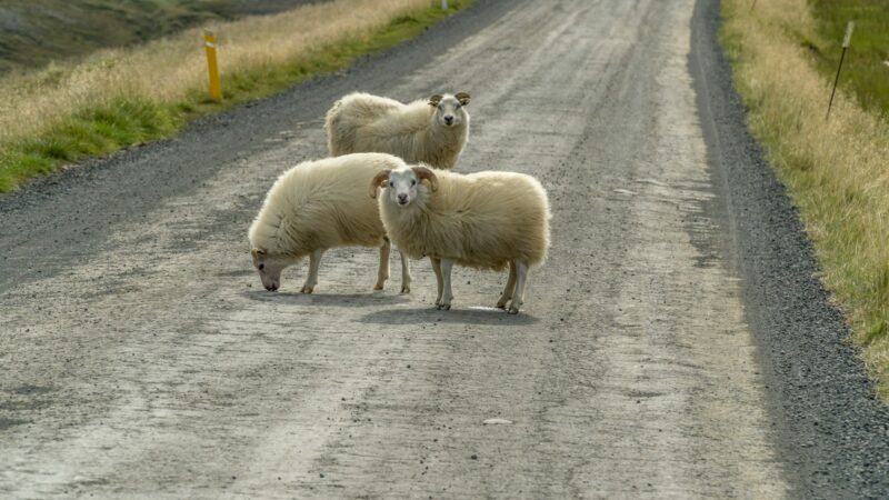 Herd of sheep on a road