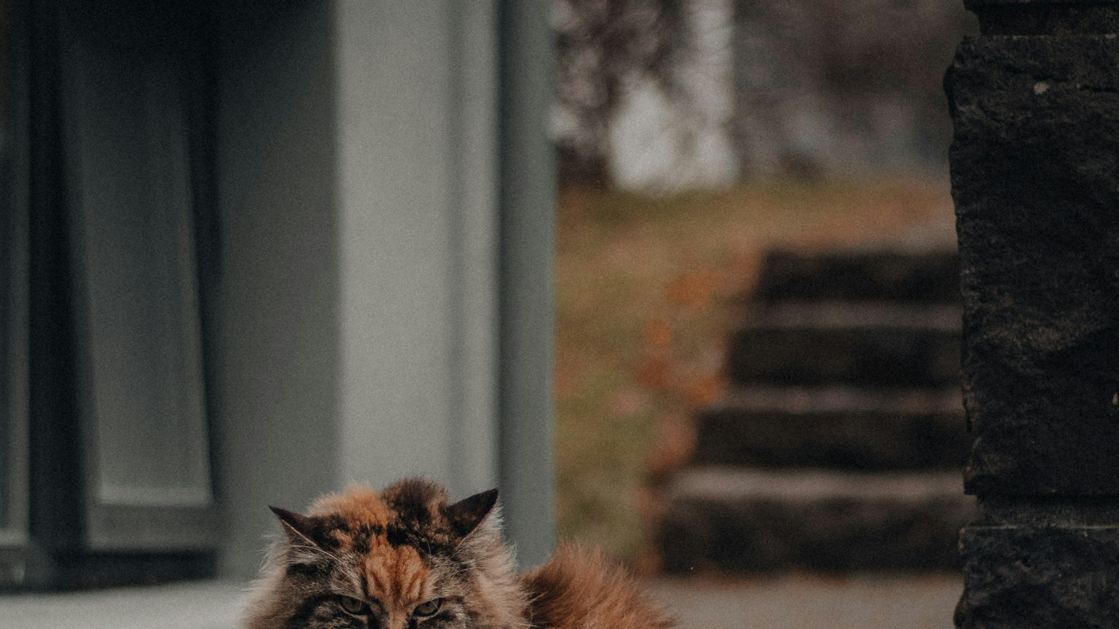 A fluffy cat on a Reykjavík doorstep