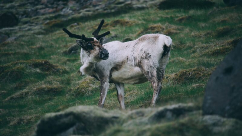 A reindeer in the east Iceland hills