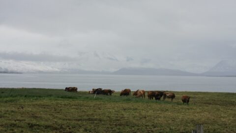 Cattle in a field by a fjord
