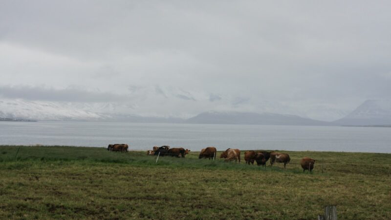 Cattle in a field by a fjord