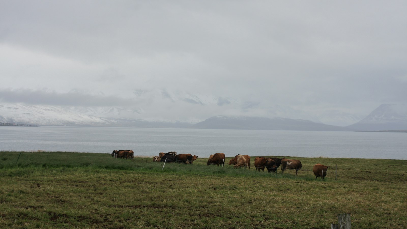 Cattle in a field by a fjord