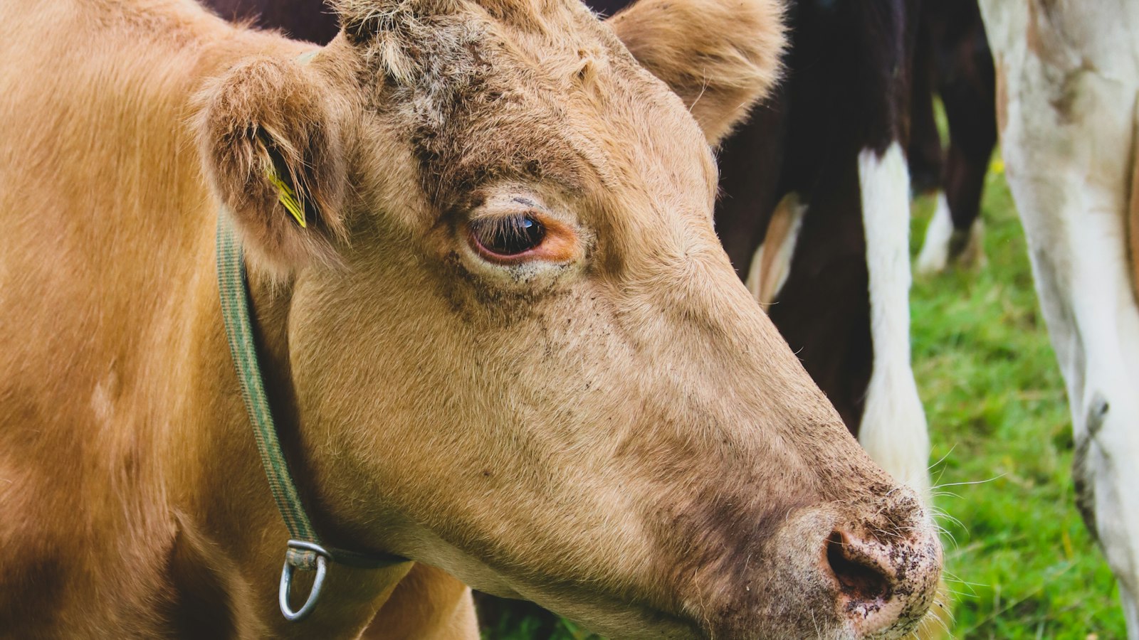 An Icelandic cow looking at the camera