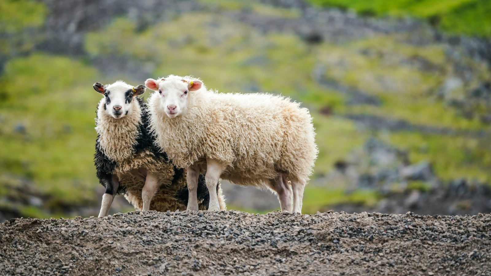 Two sheep on a mountainside