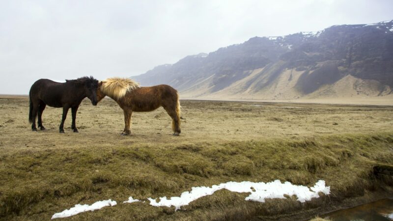 Icelandic horses in a green field below a mountain