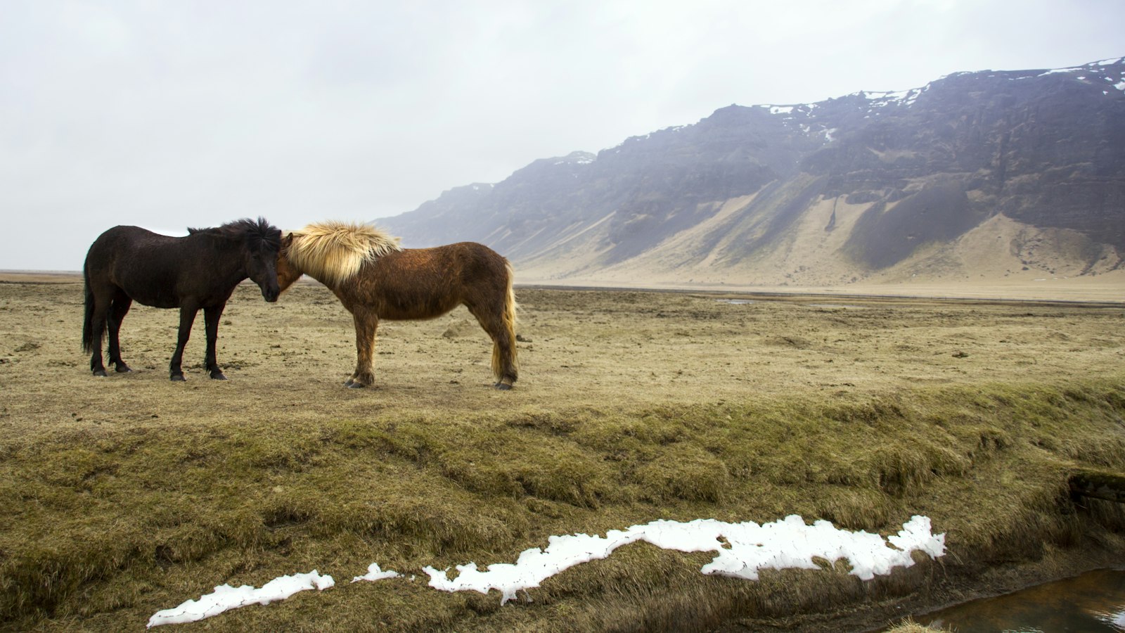 Icelandic horses in a green field below a mountain