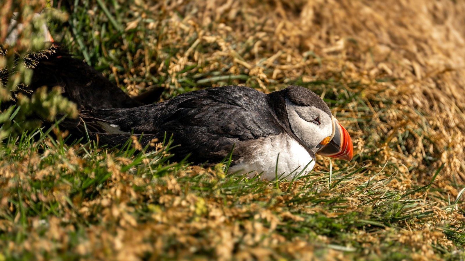 A puffin resting in the grass at Látrabjarg