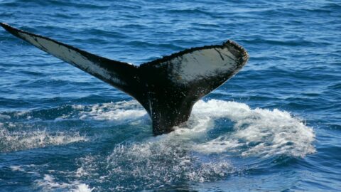 A humpback whale fluke off the coast