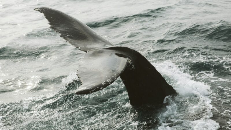 A humpback whale's tail rising from the sea