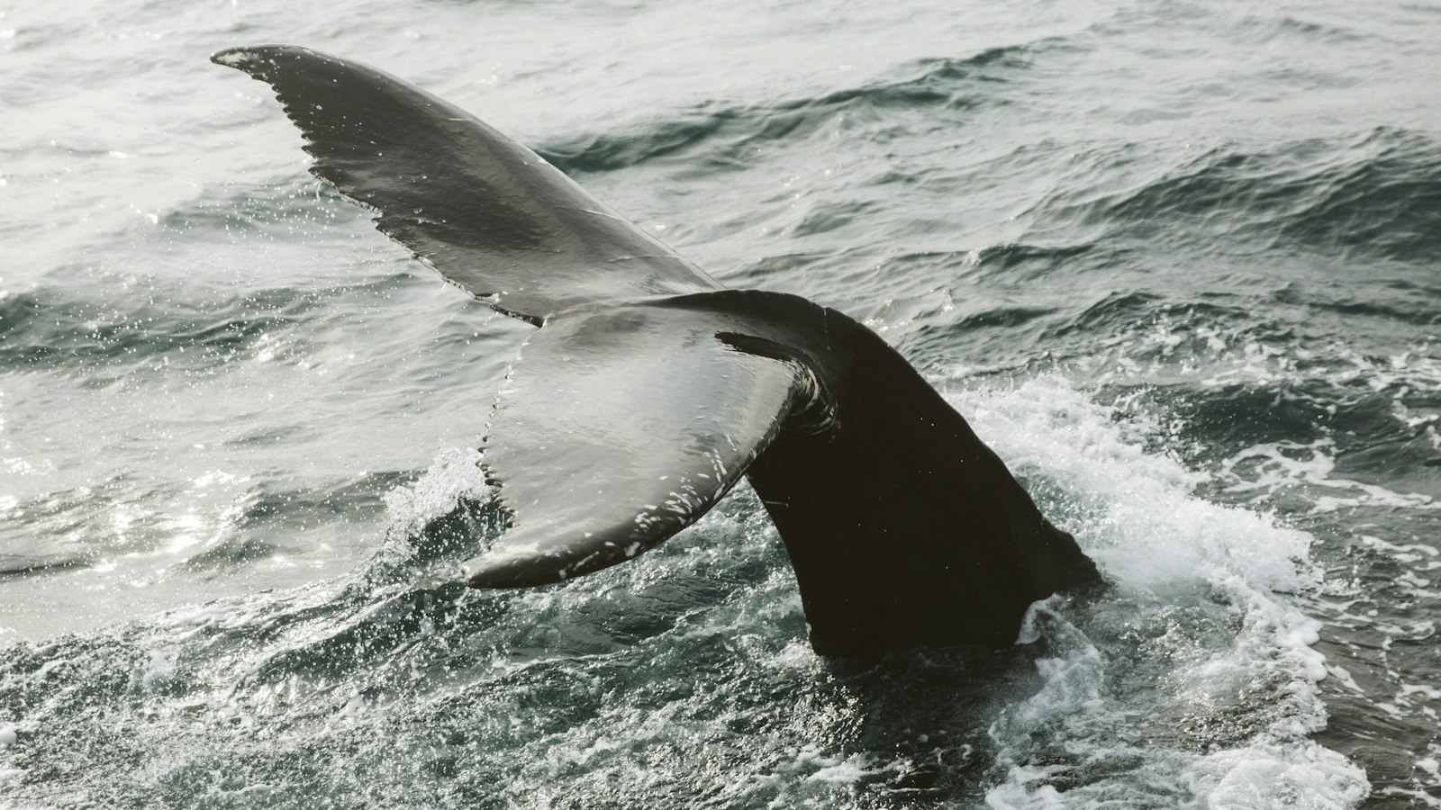 A humpback whale's tail rising from the sea